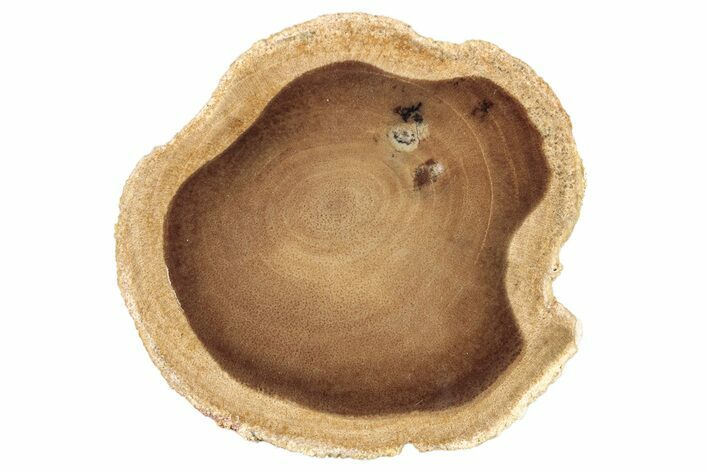 Polished Petrified Wood Round - McDermitt, Oregon #253007